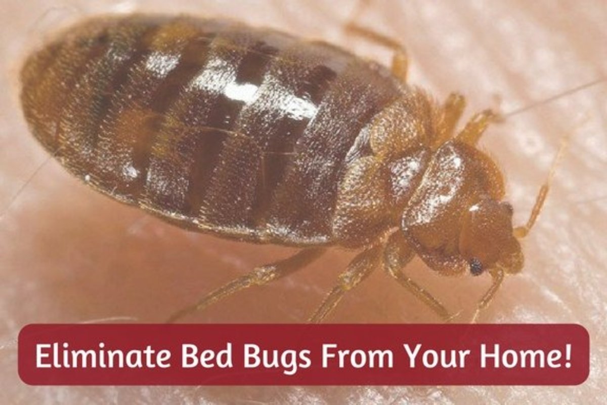 Rid of Bed Bugs